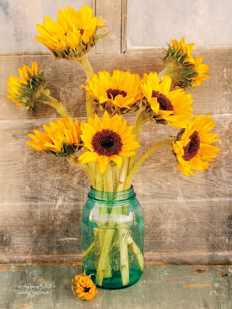 Country Sunflowers I art print by Anthony Smith for $57.95 CAD