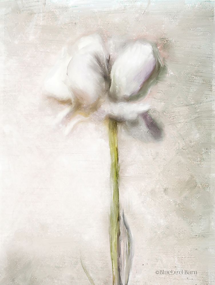 Blush Ranunculus Solitary art print by Bluebird Barn for $57.95 CAD