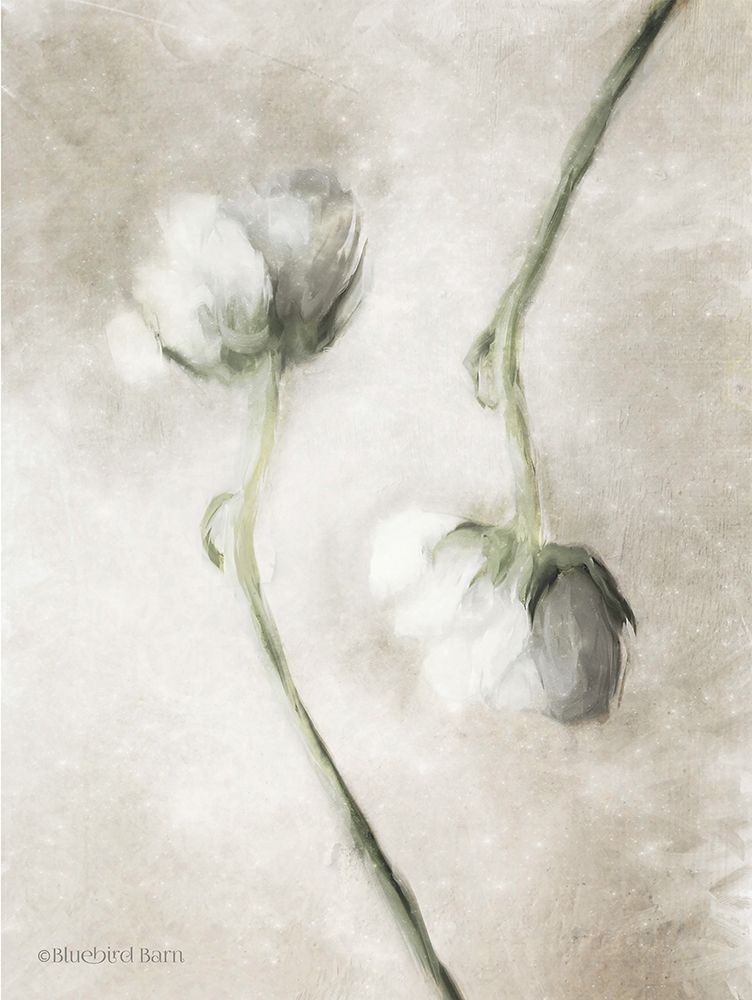 Blush Ranunculus Duo art print by Bluebird Barn for $57.95 CAD