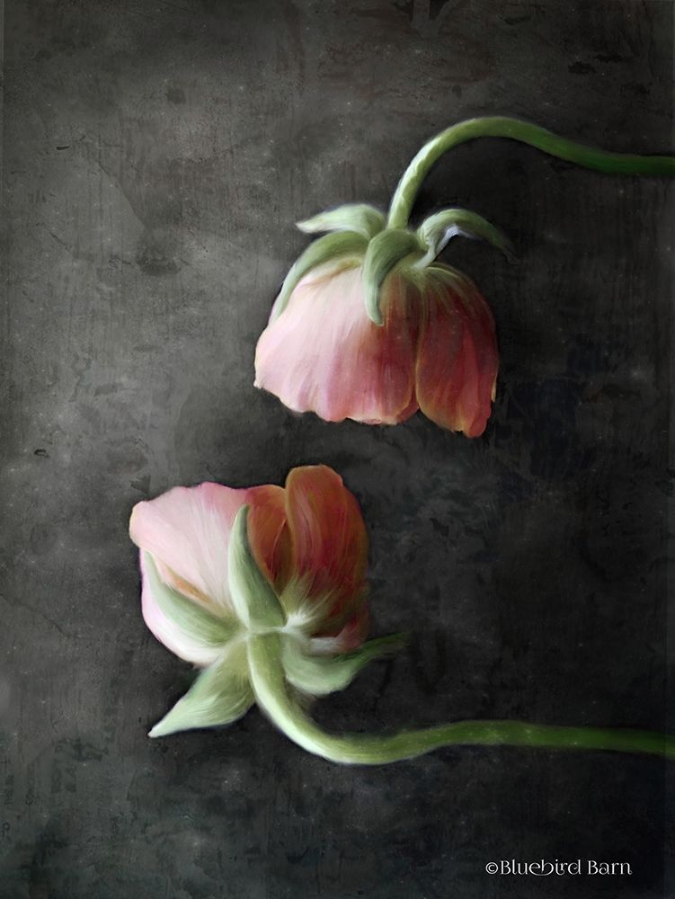Contemporary Floral Pink Ranunculus art print by Bluebird Barn for $57.95 CAD