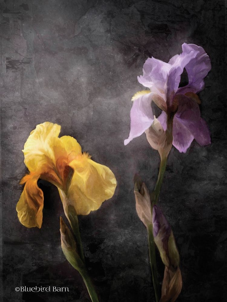 Contemporize Floral Iris art print by Bluebird Barn for $57.95 CAD