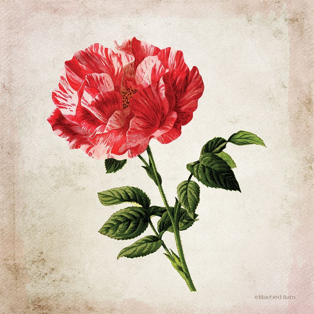 Vintage Bicolor Red Rose art print by Bluebird Barn for $57.95 CAD