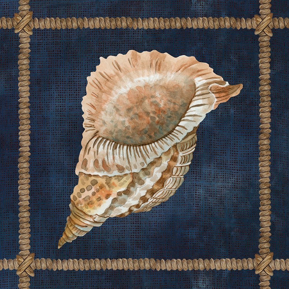 Seashell on Navy VI art print by Cindy Jacobs for $57.95 CAD