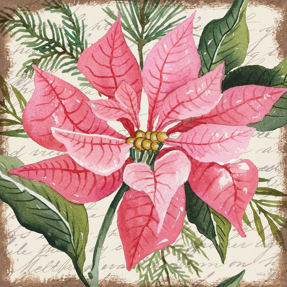 Pink Poinsettia Botanical art print by Cindy Jacobs for $57.95 CAD