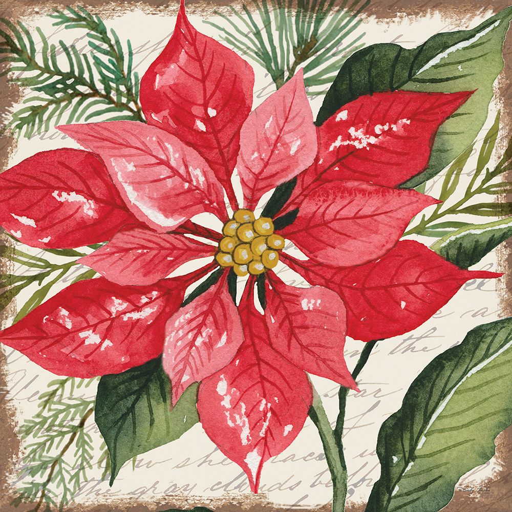 Red Poinsettia Botanical art print by Cindy Jacobs for $57.95 CAD