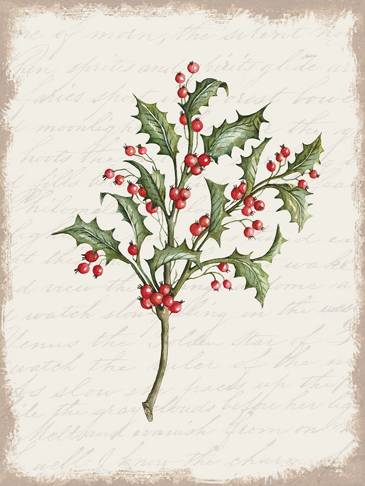 Holly Christmas Botanical art print by Cindy Jacobs for $57.95 CAD