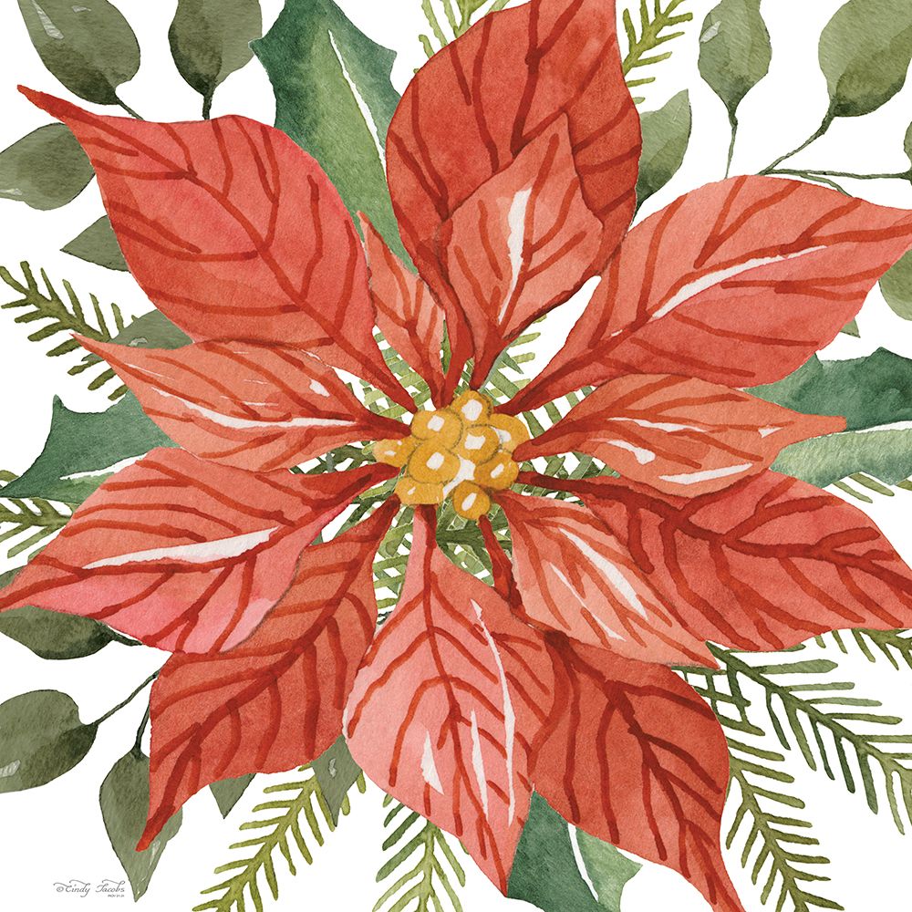 Red Poinsettia art print by Cindy Jacobs for $57.95 CAD