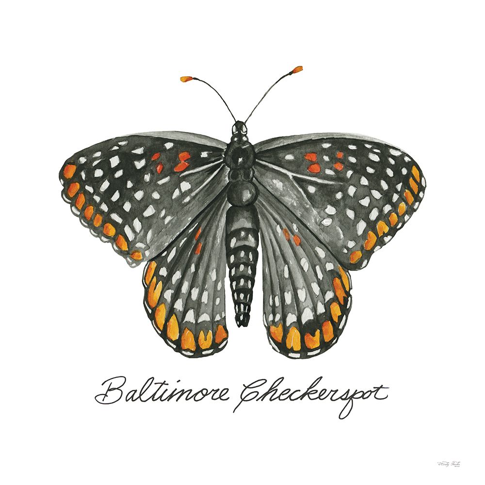 Baltimore Checkerspot art print by Cindy Jacobs for $57.95 CAD