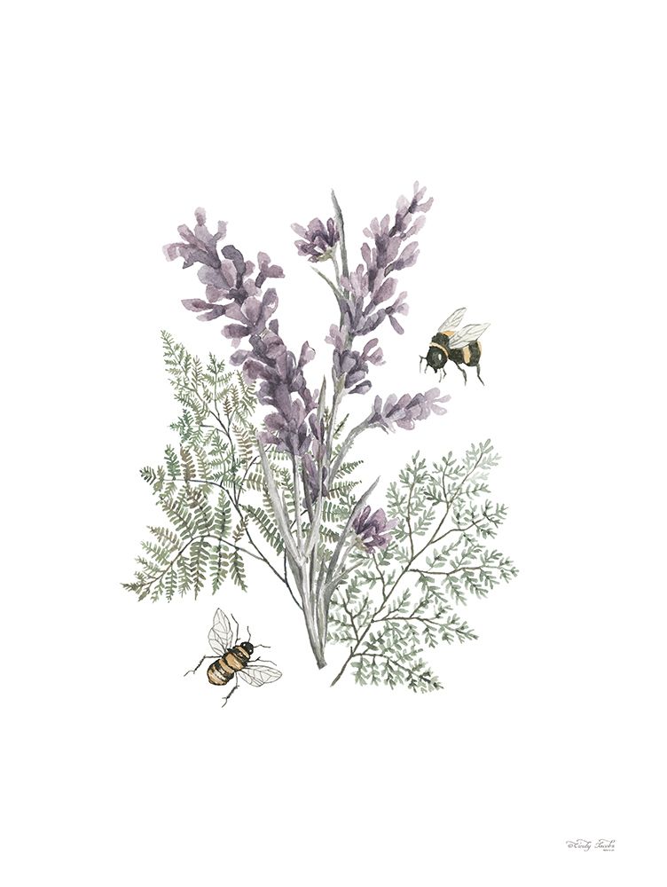 Lavender Botanical art print by Cindy Jacobs for $57.95 CAD
