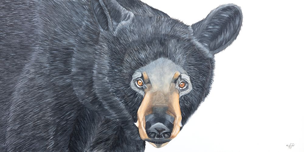 Black Bear art print by Diane Fifer for $57.95 CAD