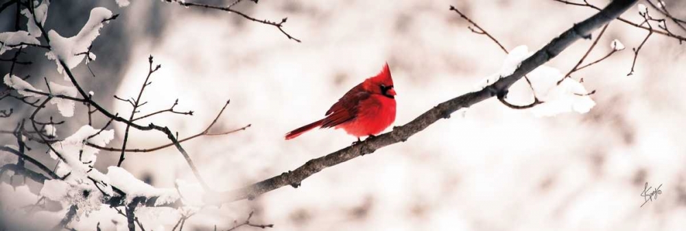 Cardinal III art print by Justin Spivey for $57.95 CAD