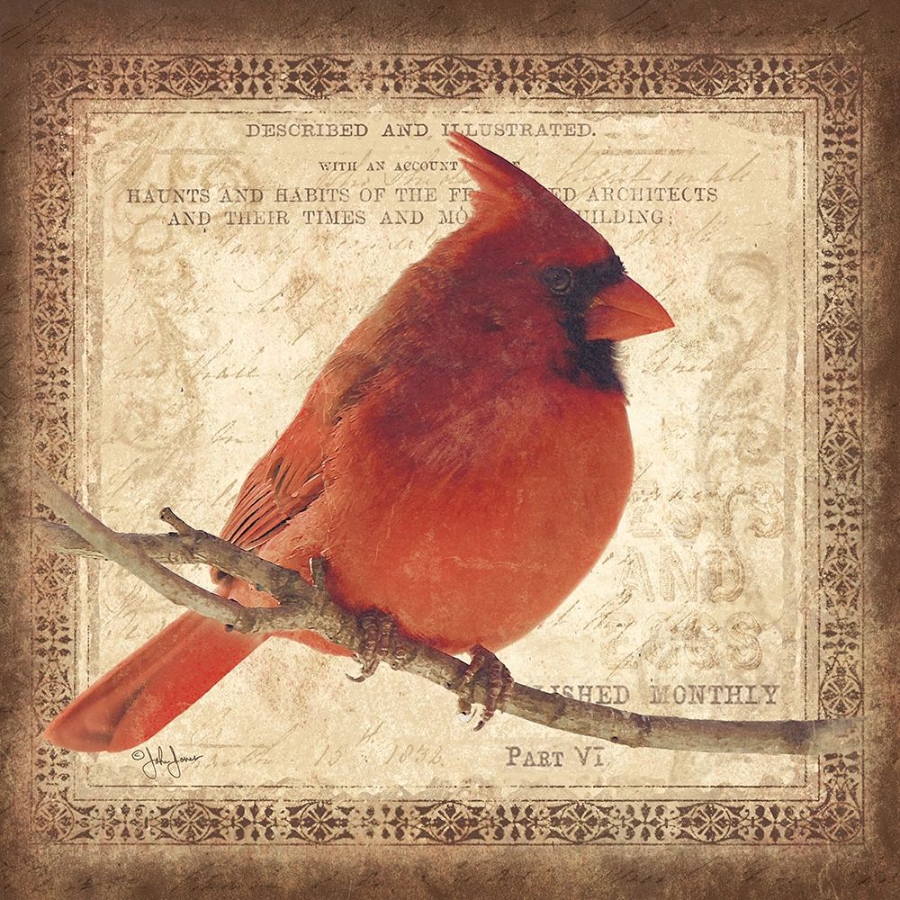 Male Cardinal art print by John Jones for $57.95 CAD