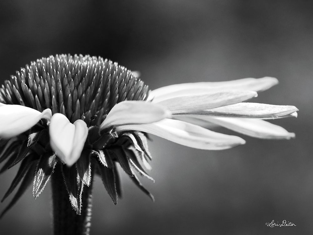 Coneflower art print by Lori Deiter for $57.95 CAD