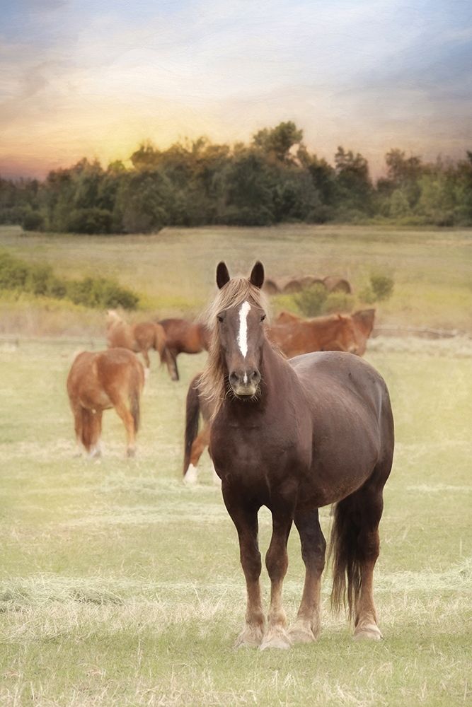 Jackson Horse Farm art print by Lori Deiter for $57.95 CAD