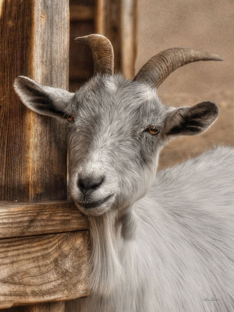 Gray Goat art print by Lori Deiter for $57.95 CAD