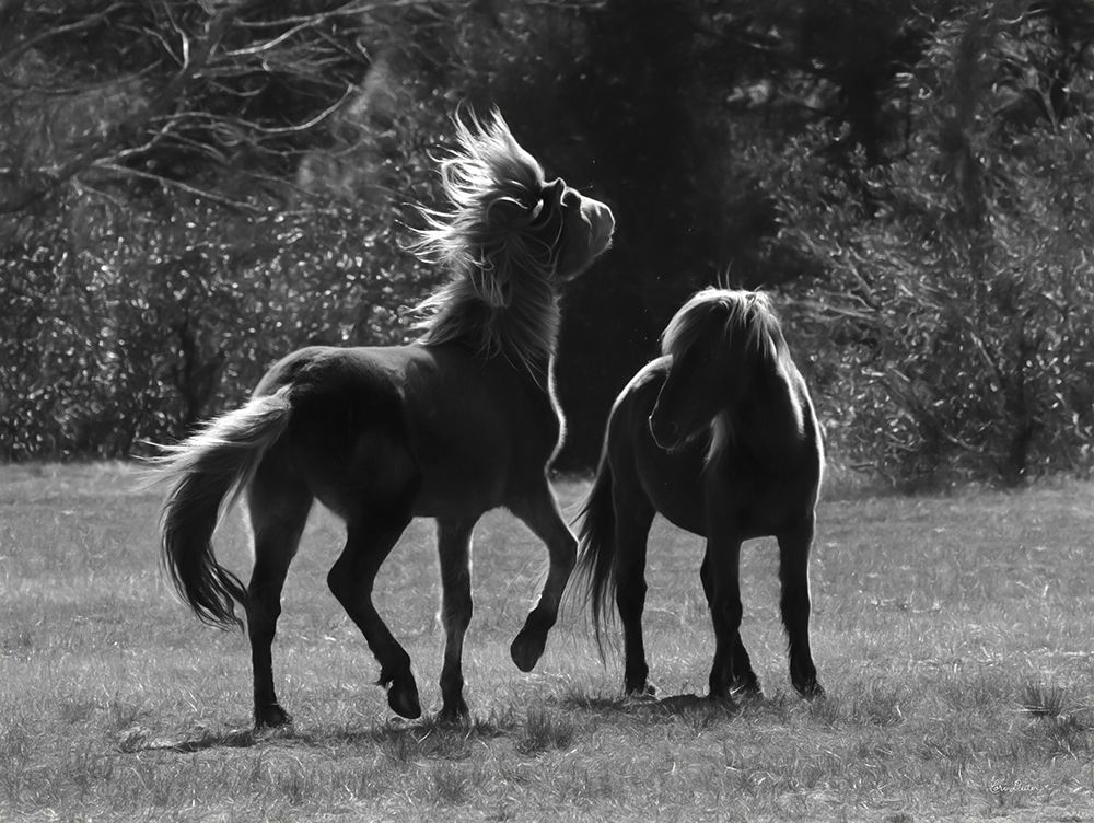 Black And White Assateague Horses art print by Lori Deiter for $57.95 CAD