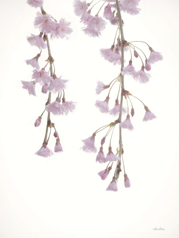 Weeping Cherry on White I art print by Lori Deiter for $57.95 CAD