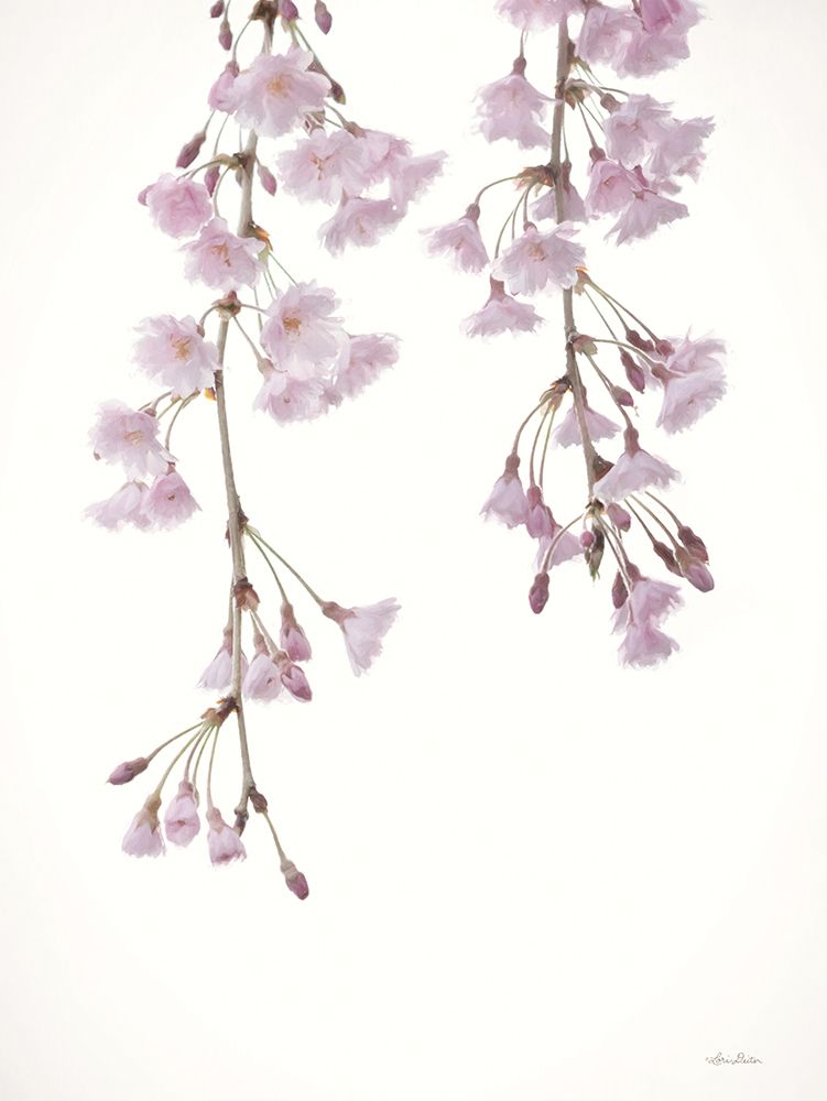 Weeping Cherry on White II art print by Lori Deiter for $57.95 CAD