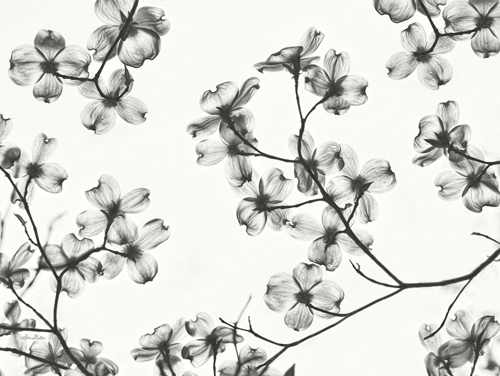 Dogwood Blossom Silhouette art print by Lori Deiter for $57.95 CAD