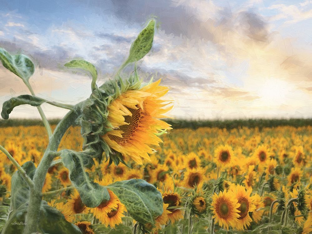 Sunflower Sunrise art print by Lori Deiter for $57.95 CAD
