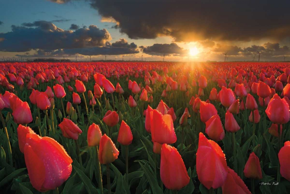 Tulips at Sunset art print by Martin Podt for $57.95 CAD
