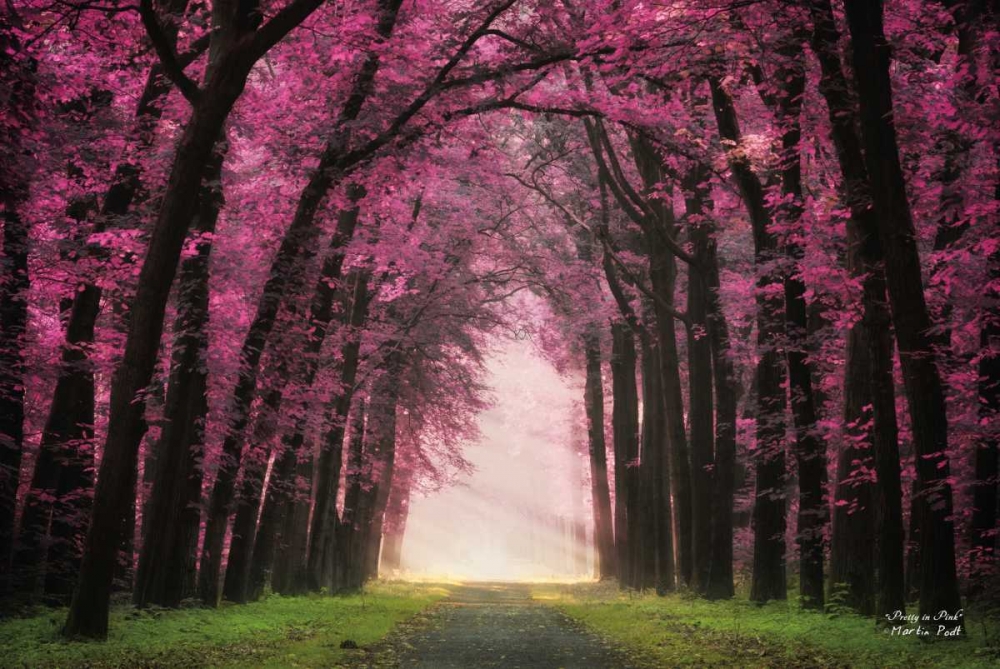 Pretty in Pink art print by Martin Podt for $57.95 CAD