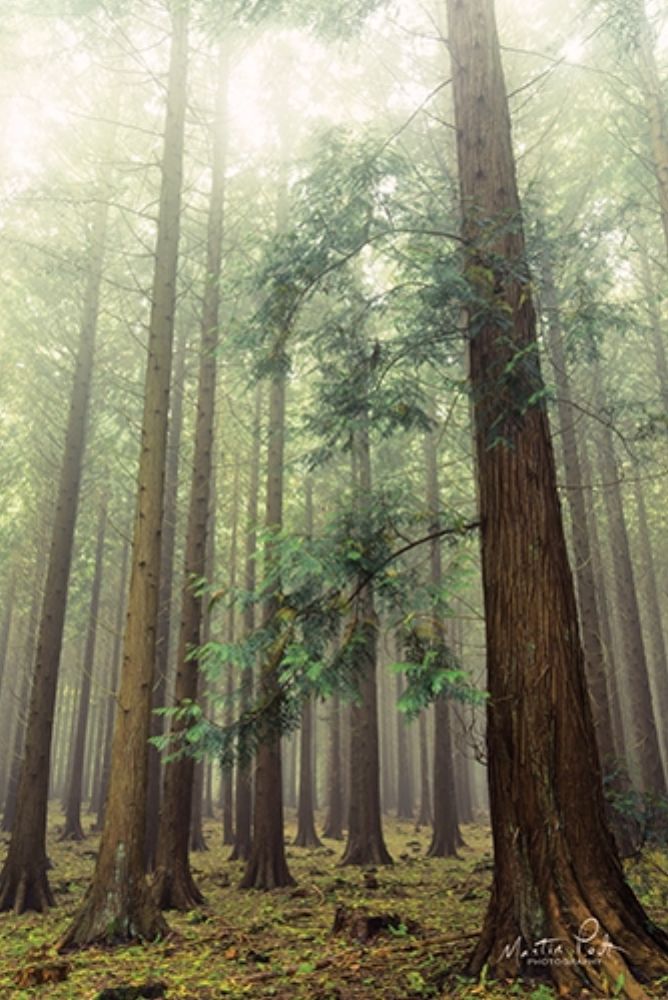 The Friendly Giants art print by Martin Podt for $57.95 CAD