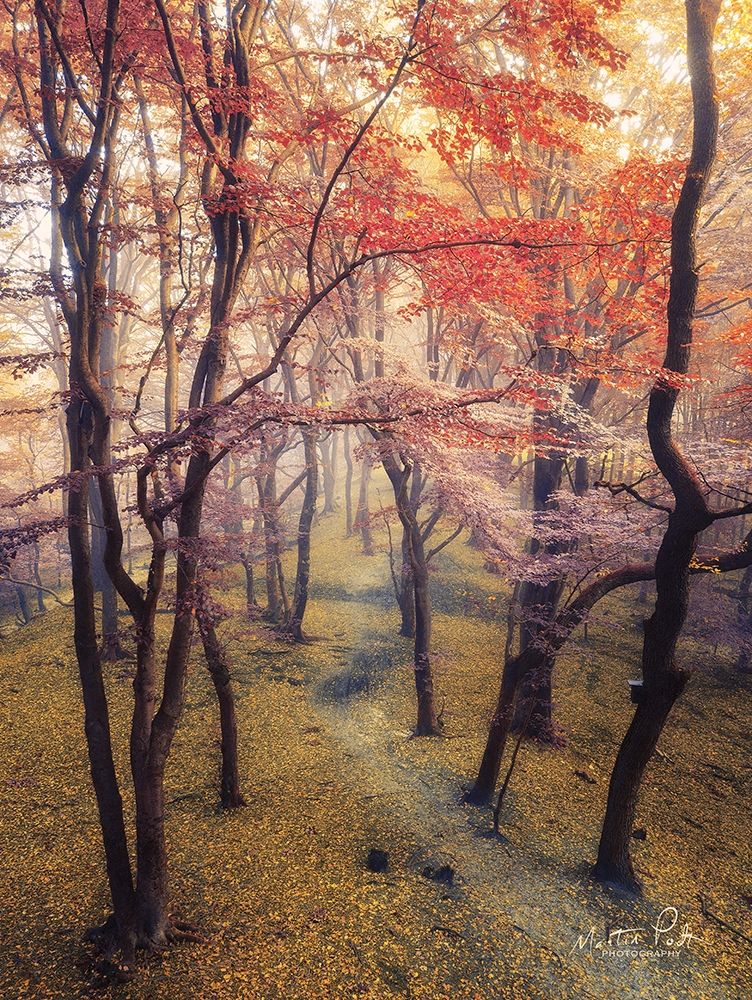 High Up in the Trees art print by Martin Podt for $57.95 CAD