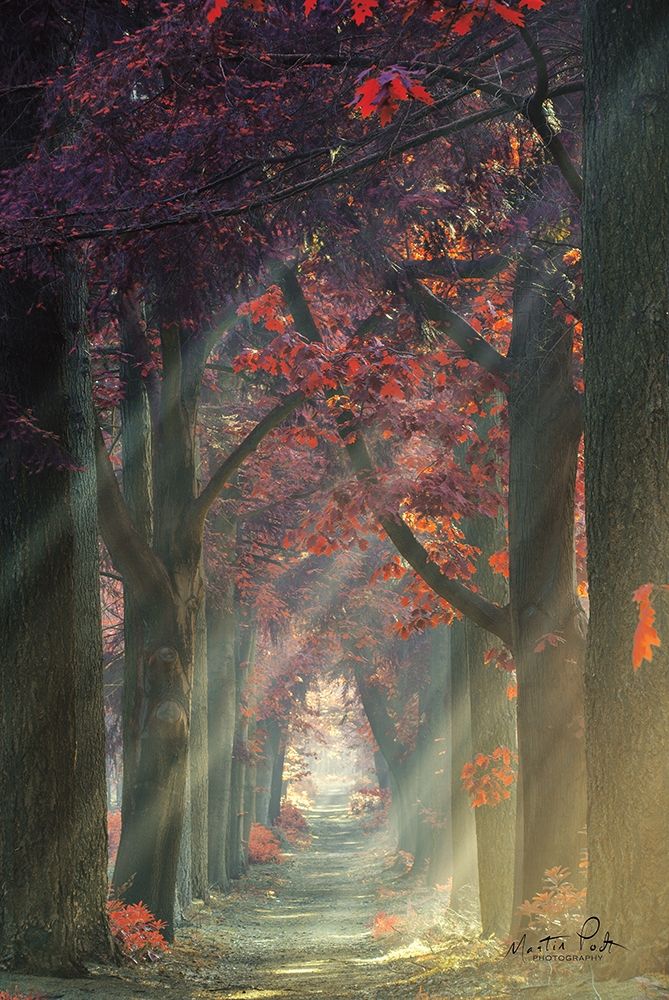 Path of Happiness art print by Martin Podt for $57.95 CAD