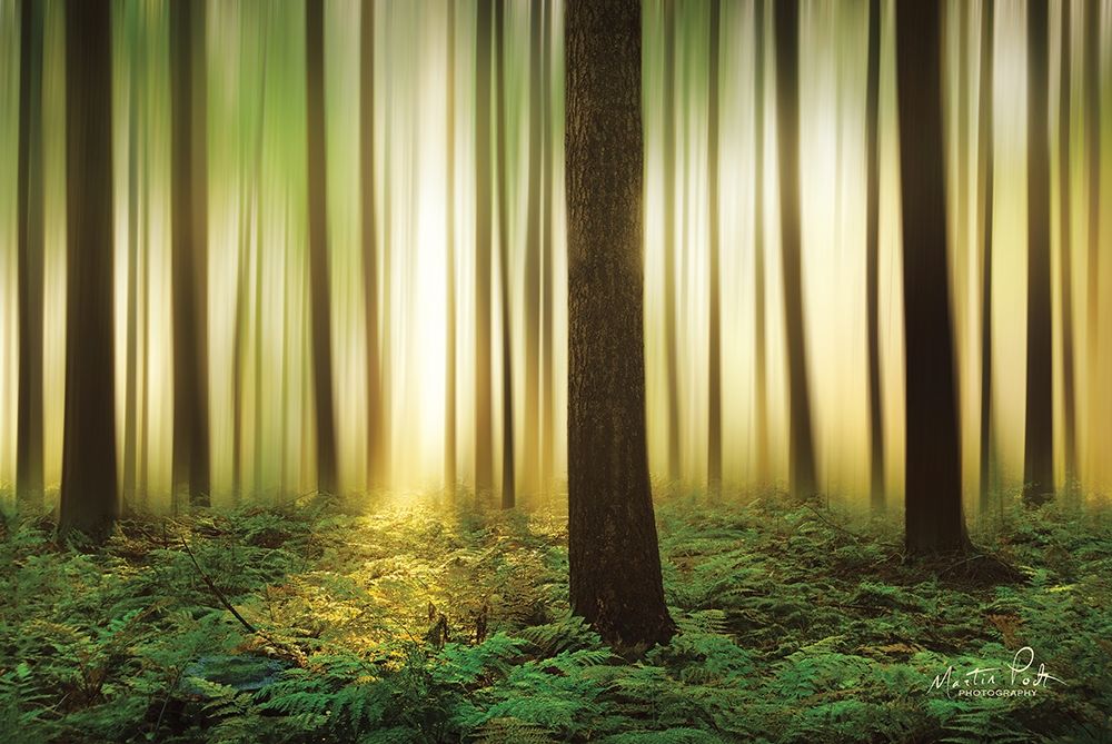 Forest in Motion art print by Martin Podt for $57.95 CAD
