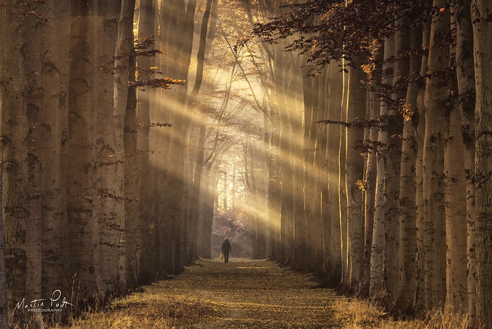 Walking the Dog Again art print by Martin Podt for $57.95 CAD