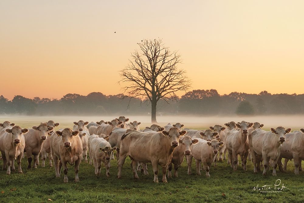 Just Come Cows and A Dead Tree art print by Martin Podt for $57.95 CAD