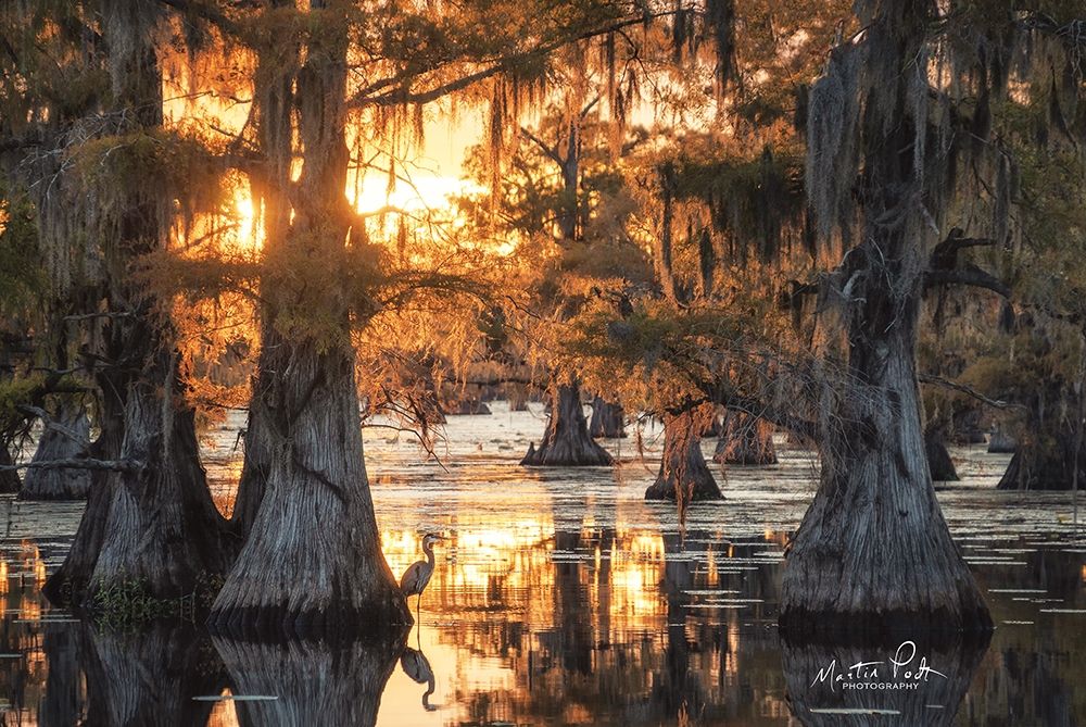 Sunset in the Swamps art print by Martin Podt for $57.95 CAD