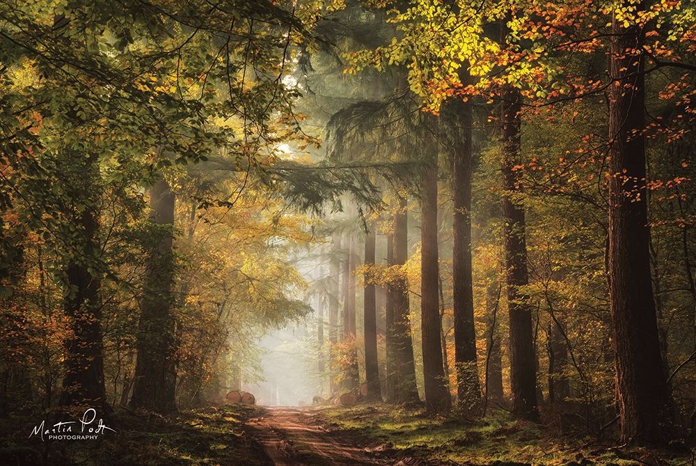 Lush art print by Martin Podt for $57.95 CAD