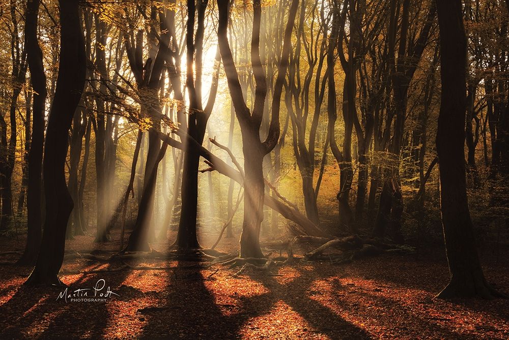 X art print by Martin Podt for $57.95 CAD