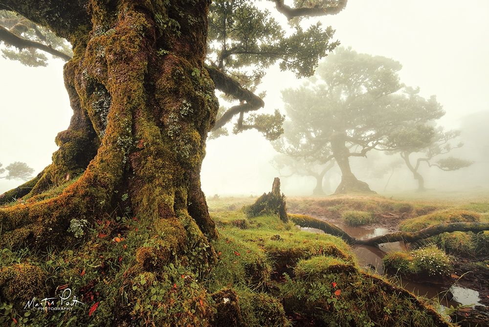 World of Magic art print by Martin Podt for $57.95 CAD