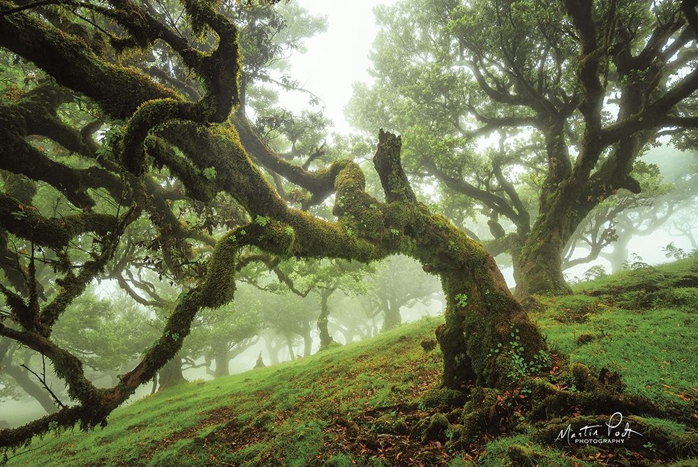 Tentacles art print by Martin Podt for $57.95 CAD