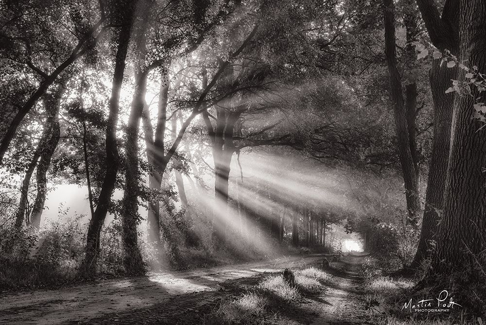 Black and White Rays art print by Martin Podt for $57.95 CAD