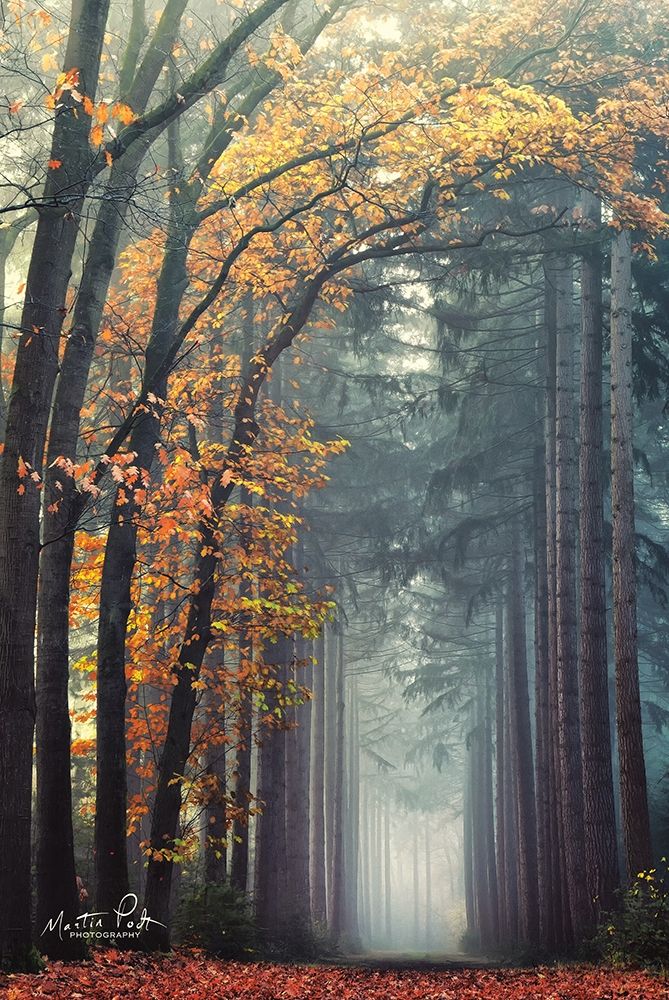 To Another World    art print by Martin Podt for $57.95 CAD