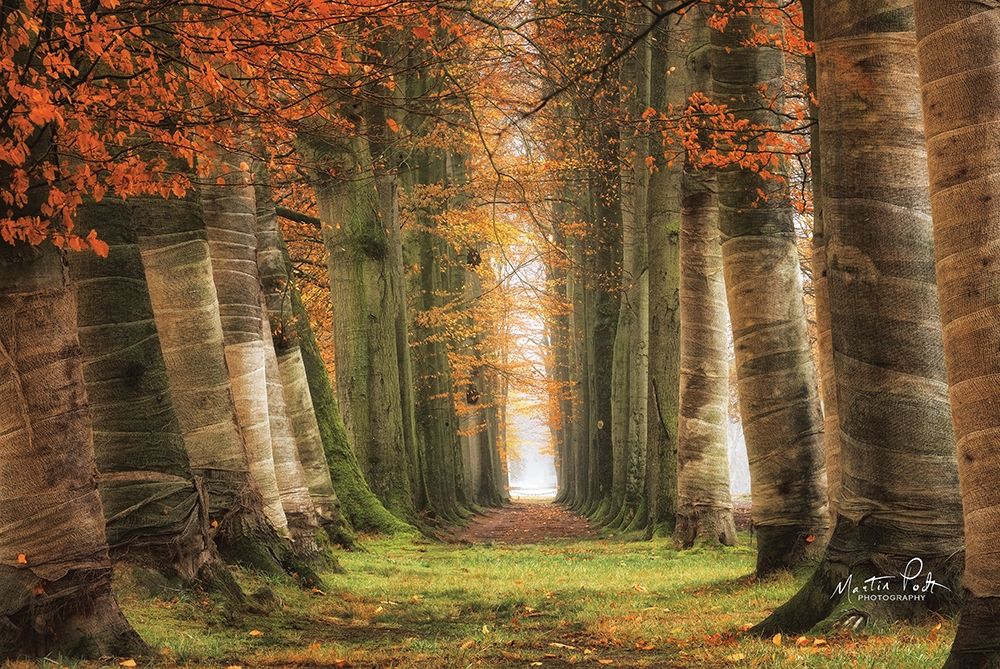 Wrapped art print by Martin Podt for $57.95 CAD