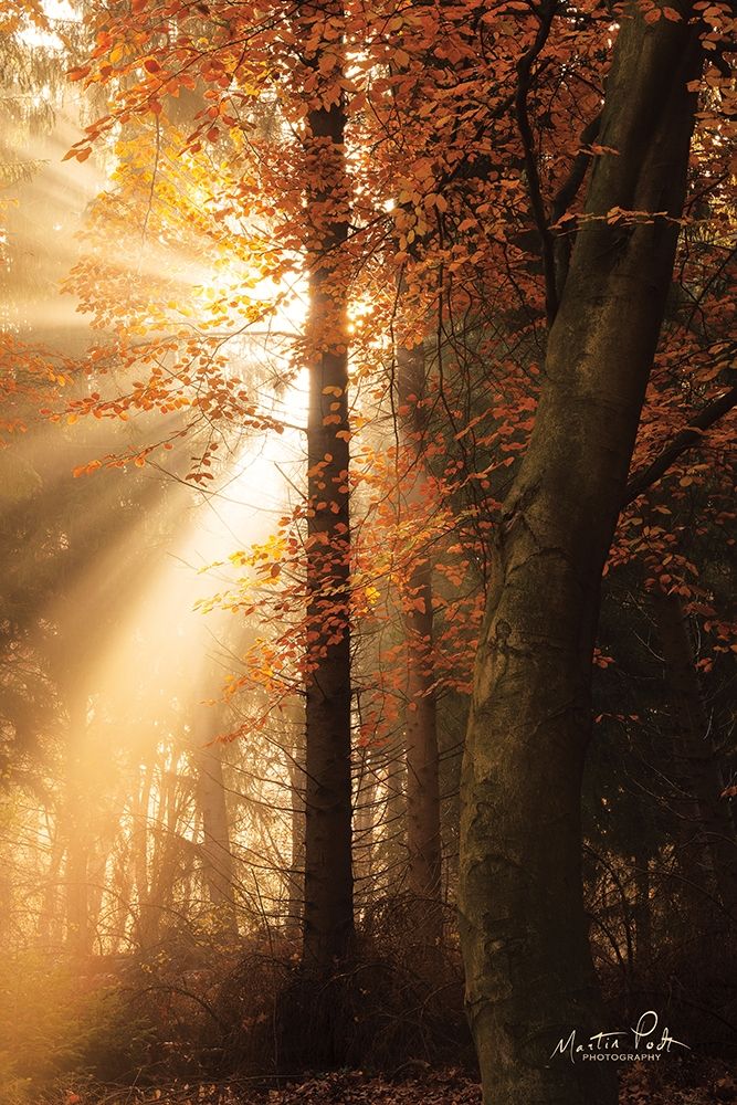 The Best of Autumn art print by Martin Podt for $57.95 CAD