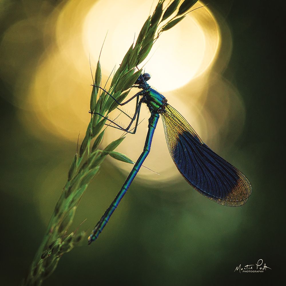Damselfly in Backlight art print by Martin Podt for $57.95 CAD