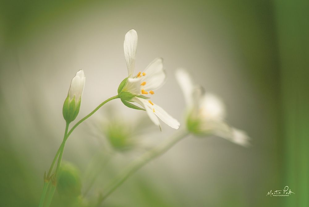 Stellaria art print by Martin Podt for $57.95 CAD