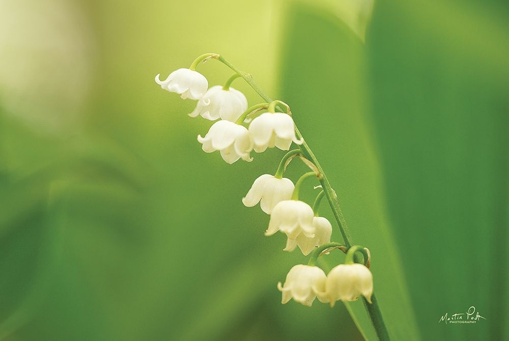 Lily of the Valley art print by Martin Podt for $57.95 CAD