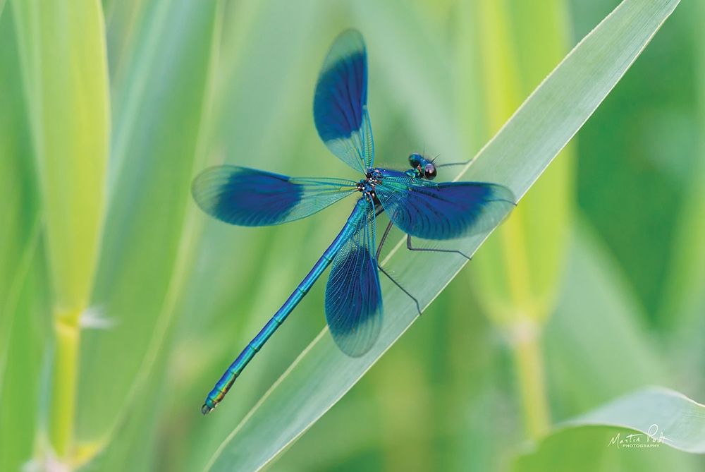 Damselfly in Blue art print by Martin Podt for $57.95 CAD