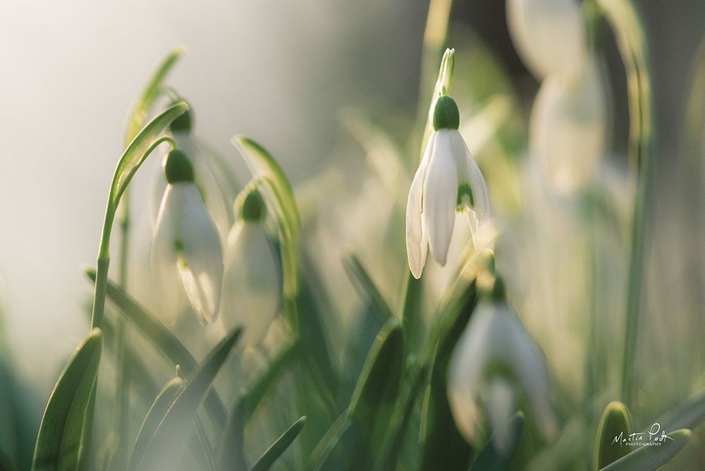 Snowdrops art print by Martin Podt for $57.95 CAD