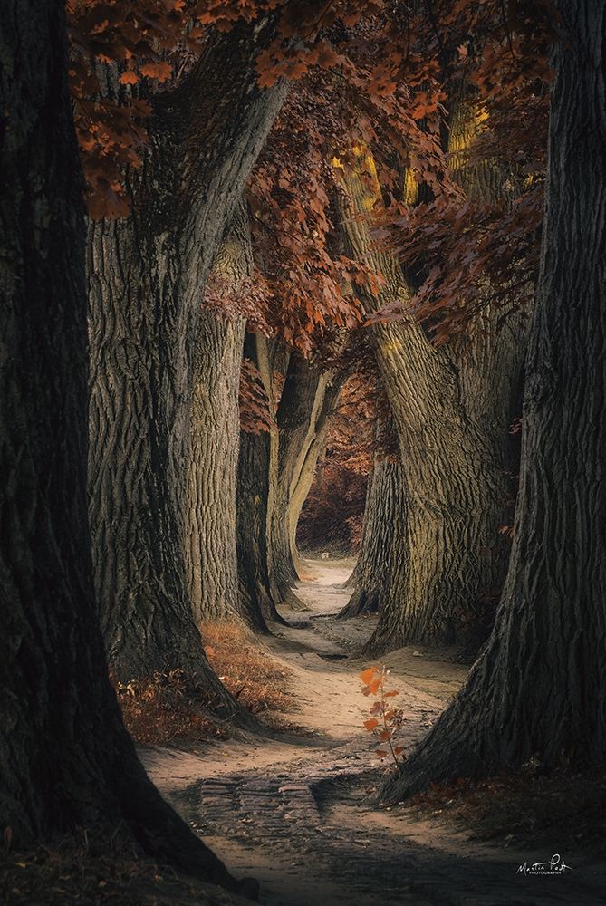 Same Old Path art print by Martin Podt for $57.95 CAD