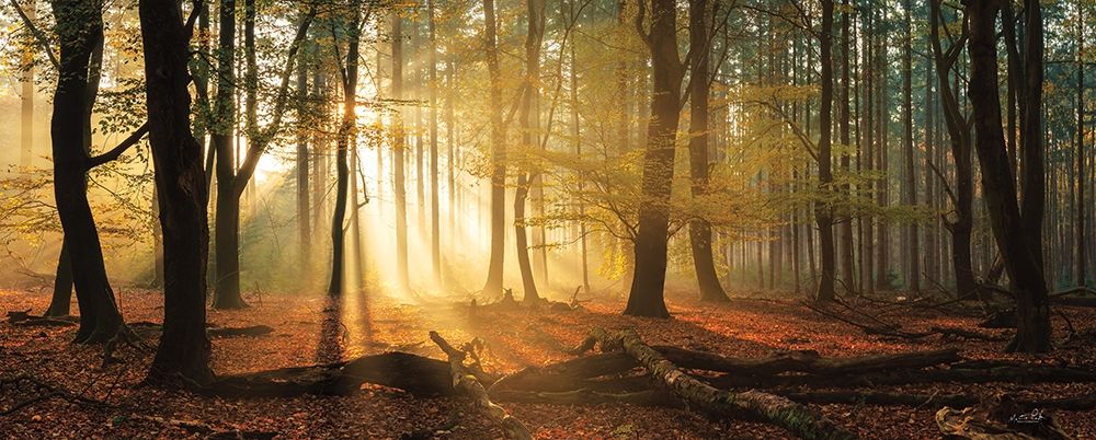 Speulderbos Panorama art print by Martin Podt for $57.95 CAD