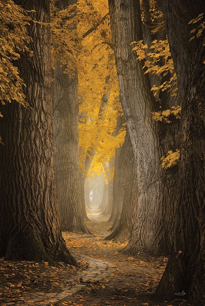 Autumn Path art print by Martin Podt for $57.95 CAD