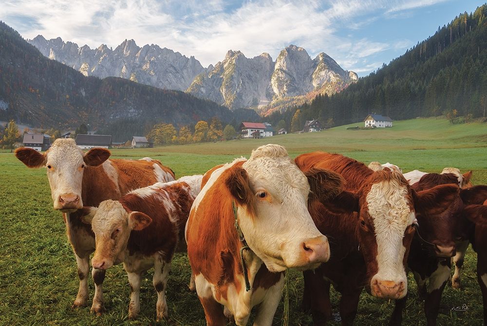 Austrian Cows art print by Martin Podt for $57.95 CAD
